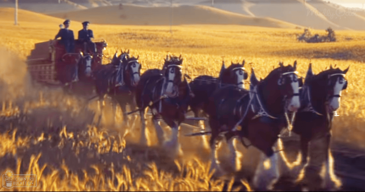 Horses pulling a wooden and metal wagon in an open field with golden grass, suggesting autumn, under warm sunrise or sunset light.