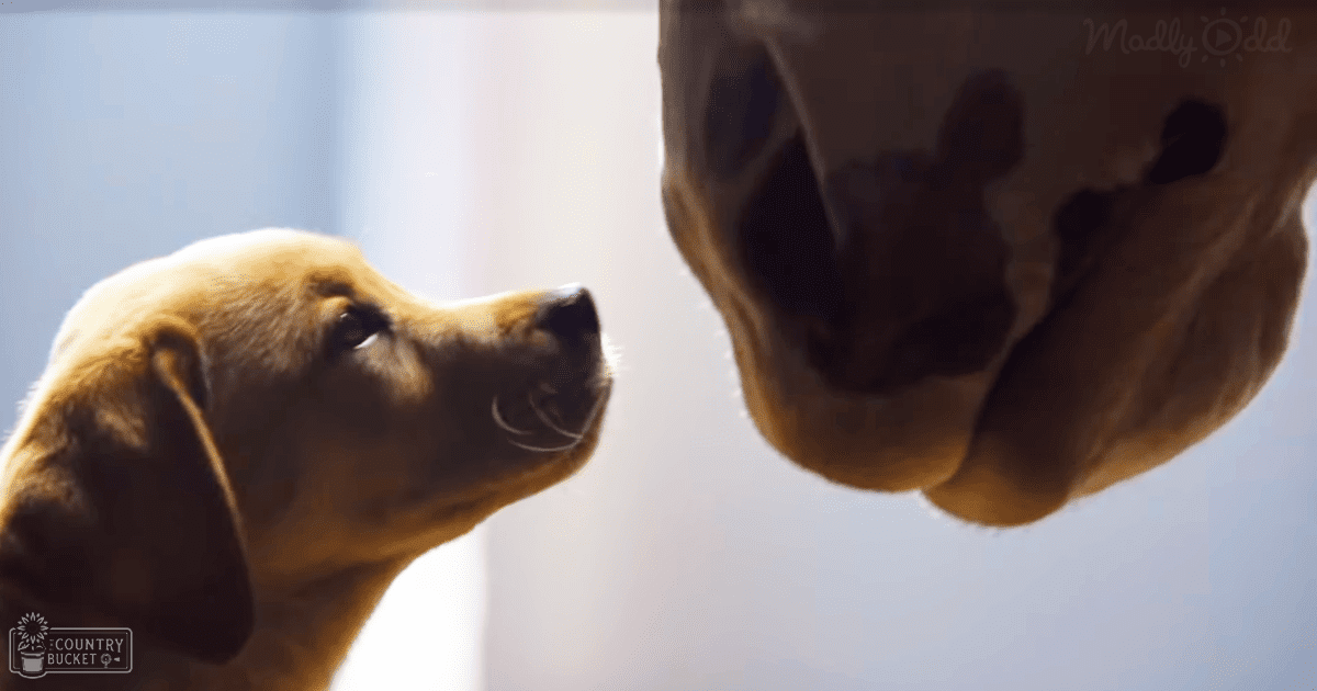 A golden retriever puppy with light brown fur and white highlights in a softly lit indoor setting.