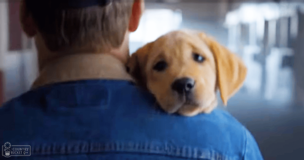 A golden retriever puppy sits on an adult male with a blue denim jacket indoors, soft lighting suggests daytime.