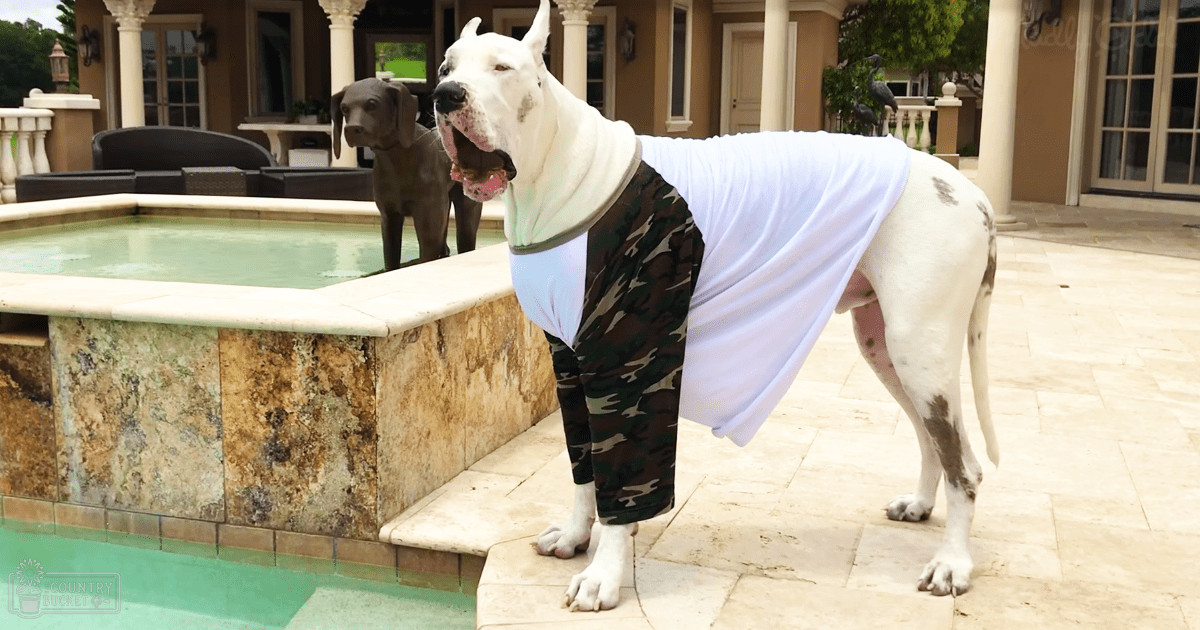 A Great Dane or similar adult-sized dog with white fur and dark markings, wearing a camouflage-patterned outfit over a white shirt, stands in front of a residential house with columns, glass doors, and windows. A stone-edged pool and patio furniture are visible near the entrance.