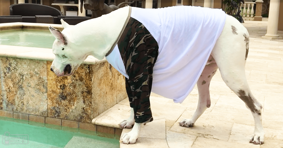 A large white dog with brown spots near a fountain, possibly a Great Dane breed, in an outdoor courtyard or garden setting.