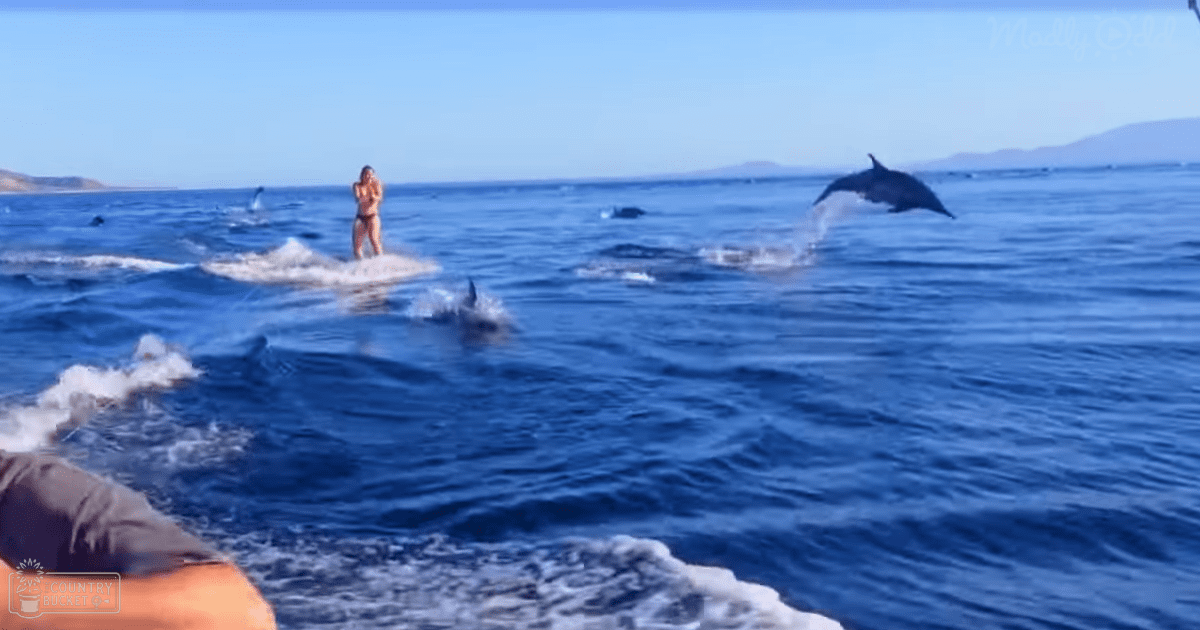 A person wearing a bikini interacts with common dolphins in an open body of water, under a clear blue sky during summer.