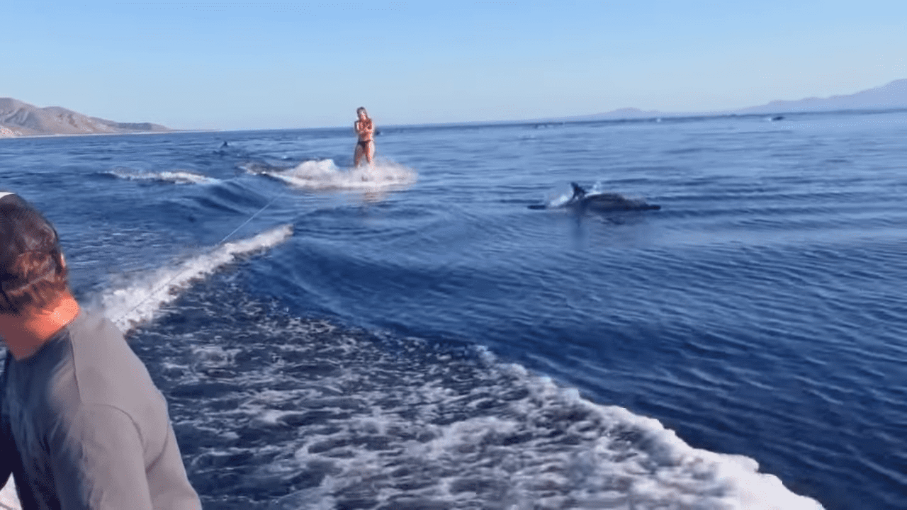 Juvenile to adult common dolphins swimming near a person on their back, with an adult male wearing a dark wetsuit and an adult female in a bikini standing in shallow water nearby. The scene is set on a body of water under clear blue skies during late spring or summer.