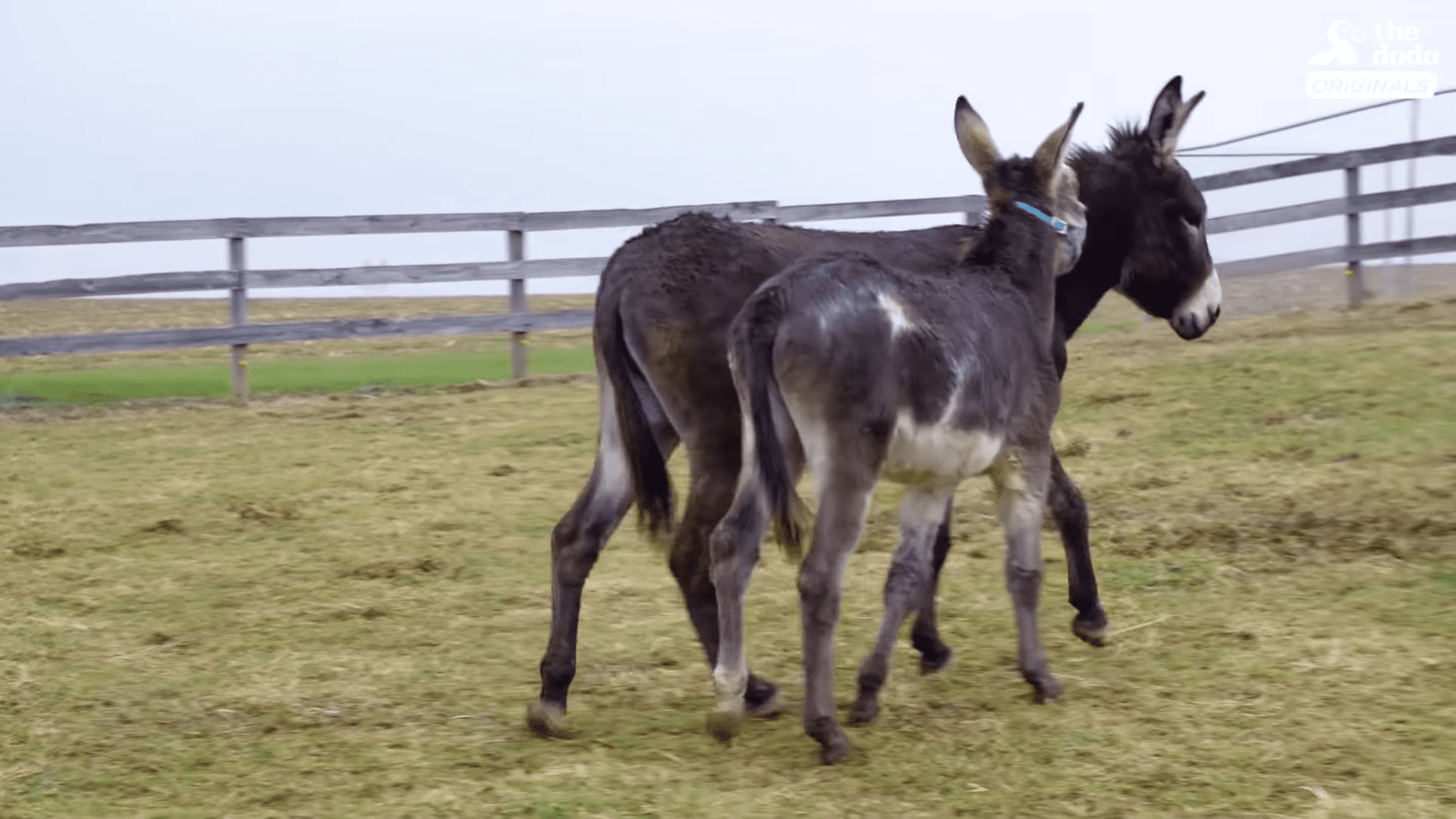 Two dark brown donkeys with lighter markings in a dry pasture enclosed by a wooden fence under an overcast sky.