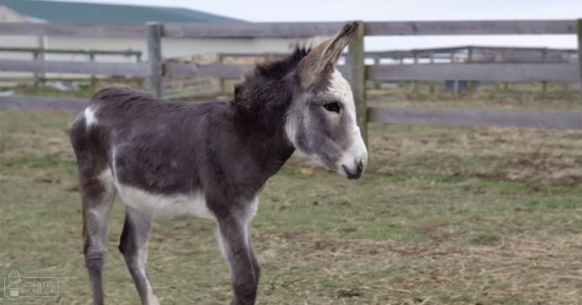 A juvenile donkey with dark brown fur and white markings stands in a grassy outdoor area surrounded by wooden fencing, under natural daylight suggesting spring or summer.