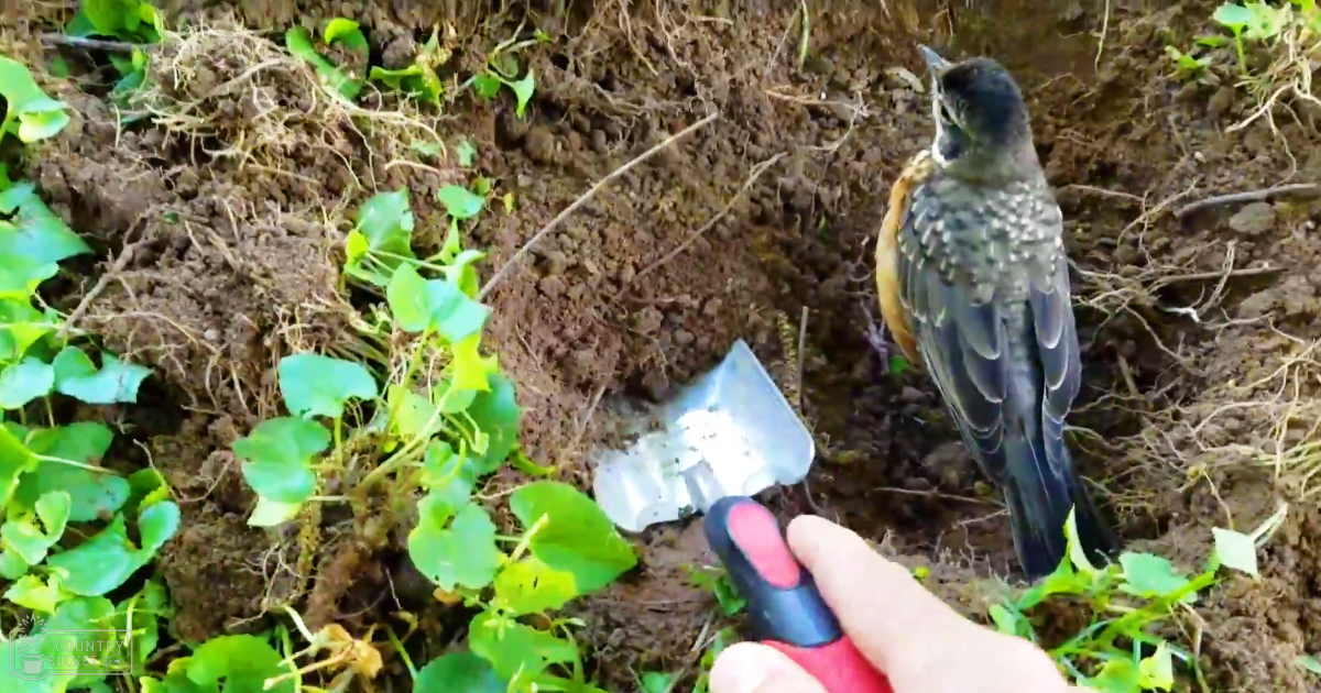 An adult American Robin with a black head, back, and speckled wings perched on soil amidst green plants in a garden setting during daytime.