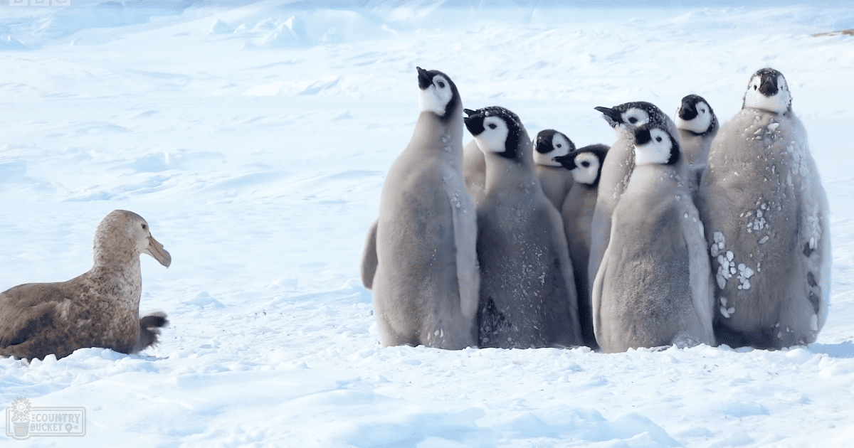 Penguin Chicks