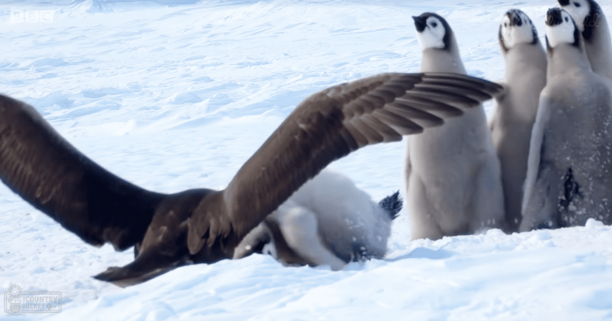 Penquins