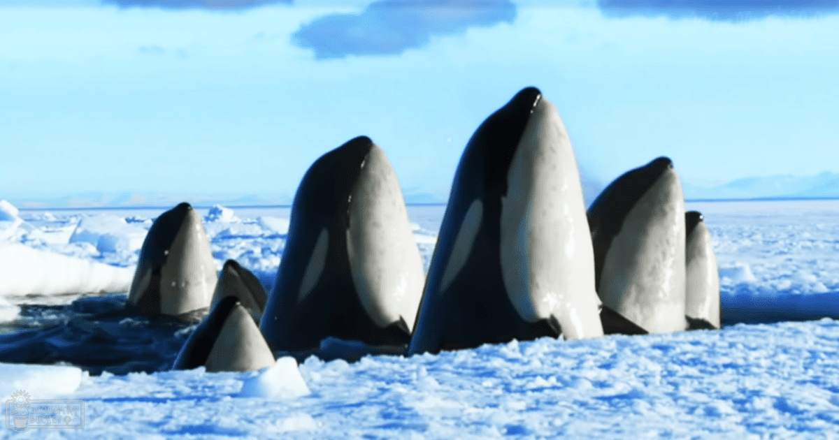 A pod of six killer whales in an icy Arctic landscape with snow and ice dominating the scene, under a clear sky suggesting midday during winter.