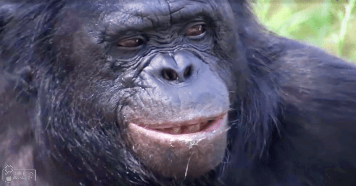 A dark adult male bonobo with a slightly lighter mouth area stands amidst natural daylight in what appears to be a forest or jungle environment, surrounded by green foliage.