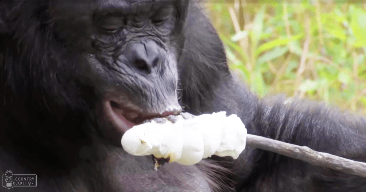 Adult bonobo in natural outdoor environment with greenery, bright daylight