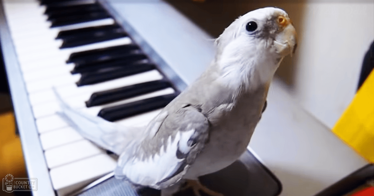 A Moluccan Cockatoo with white and gray feathers and yellow markings around its eyes and beak, perched indoors near a piano keyboard in what appears to be a home setting. The scene is illuminated by natural light.