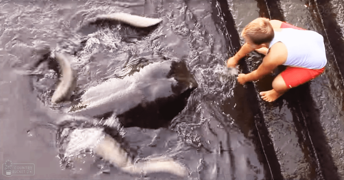 A toddler interacts with a bottlenose dolphin in an aquatic environment, wearing a white sleeveless shirt with a red design and red shorts, under natural daylight during summer.