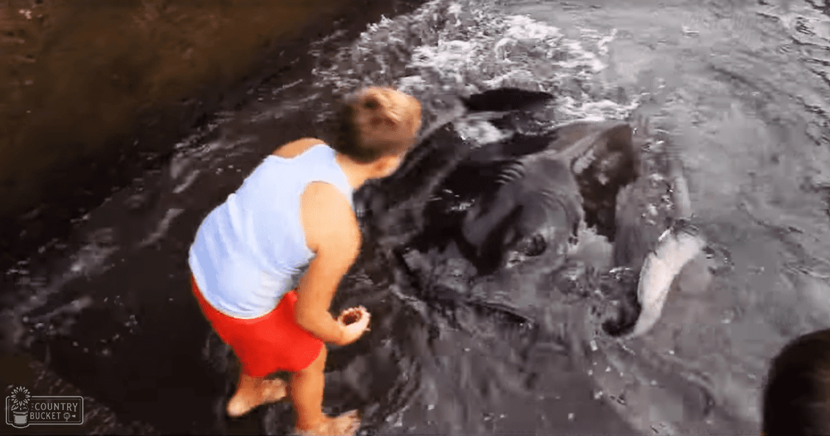 A child in a light blue sleeveless top and red shorts interacts with what appears to be an adult fish or whale in water, likely at a zoo or wildlife sanctuary. The scene is set outdoors during the daytime under overcast or late afternoon/early evening lighting.