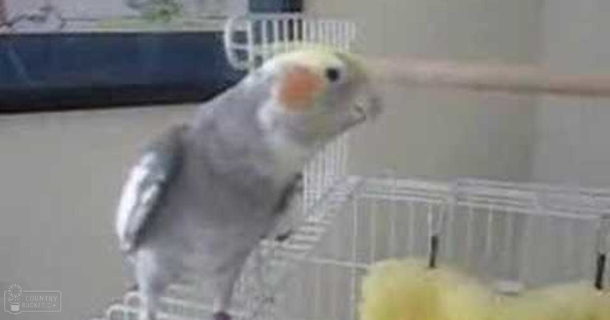 A cockatiel with gray feathers and a pink cheek patch in an indoor setting, surrounded by metal wire cages.