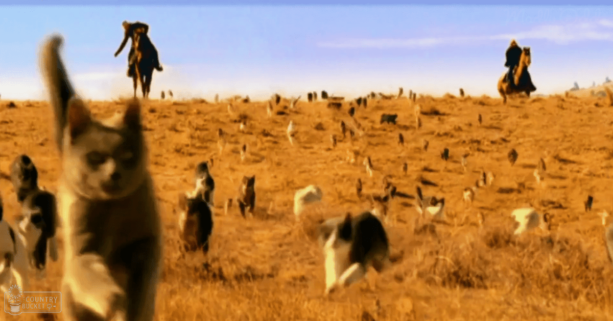 Multiple cats in an open prairie field with clear blue skies; a humorous scene of upright cats with raised paws, likely edited for effect.