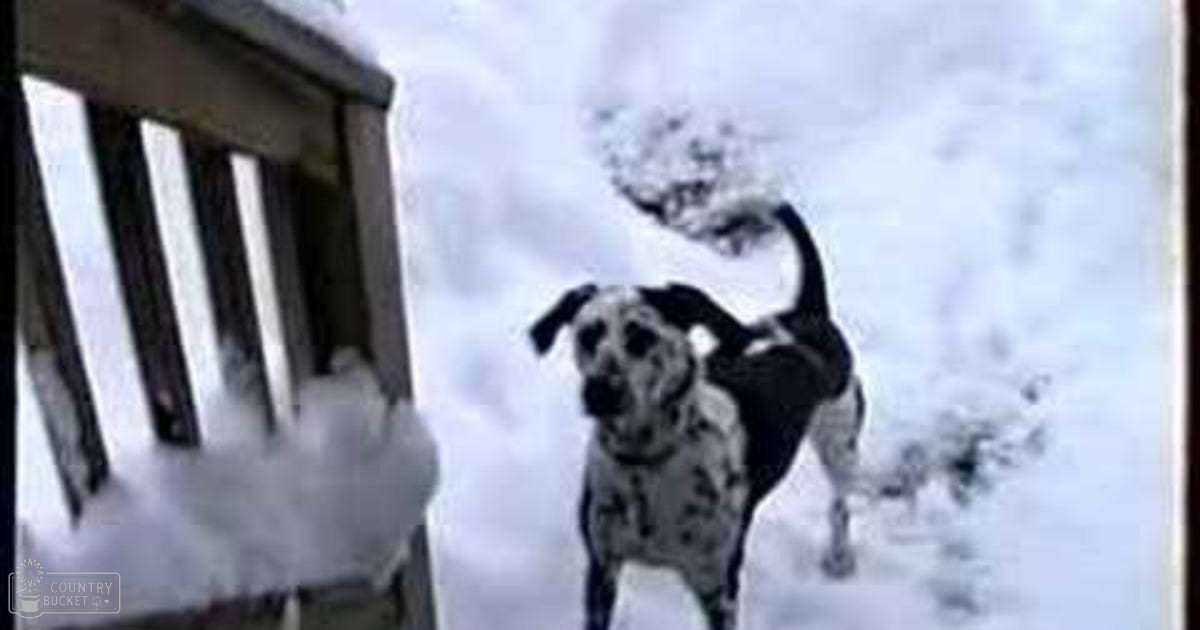 A Dalmatian dog with black spots on a snow-covered wooden porch railing in winter.