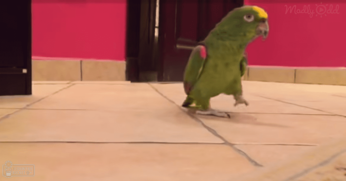 A juvenile parrot with green plumage and yellow markings perched indoors against a pink wall, tiled floor in daylight.