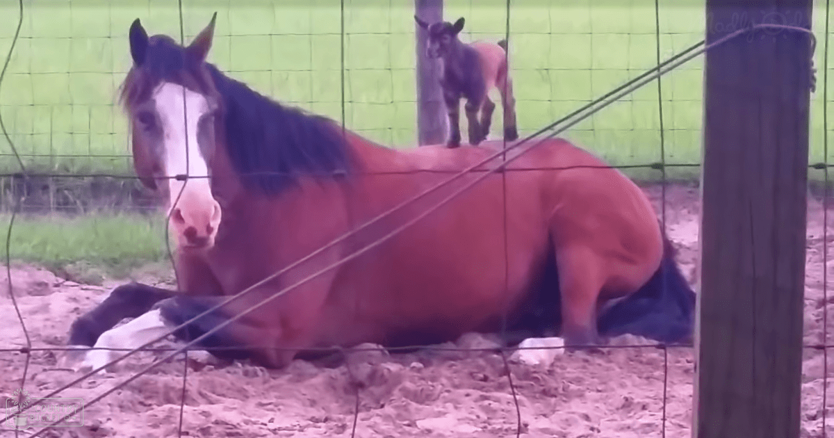 A bay horse with white facial and leg markings lies down within a wire-fenced enclosure, surrounded by green grass and trees under natural daylight in what appears to be a rural farm setting.