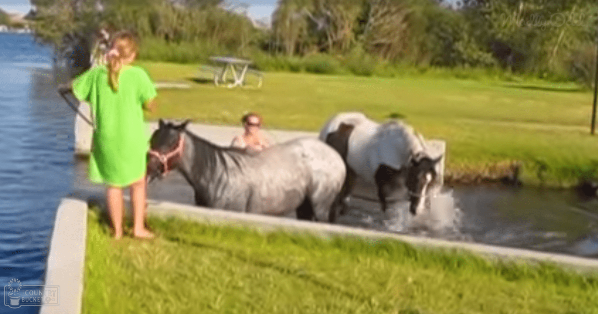 A child near horses at a lakeside scene with a picnic table, surrounded by trees and grassy areas under clear daylight conditions.