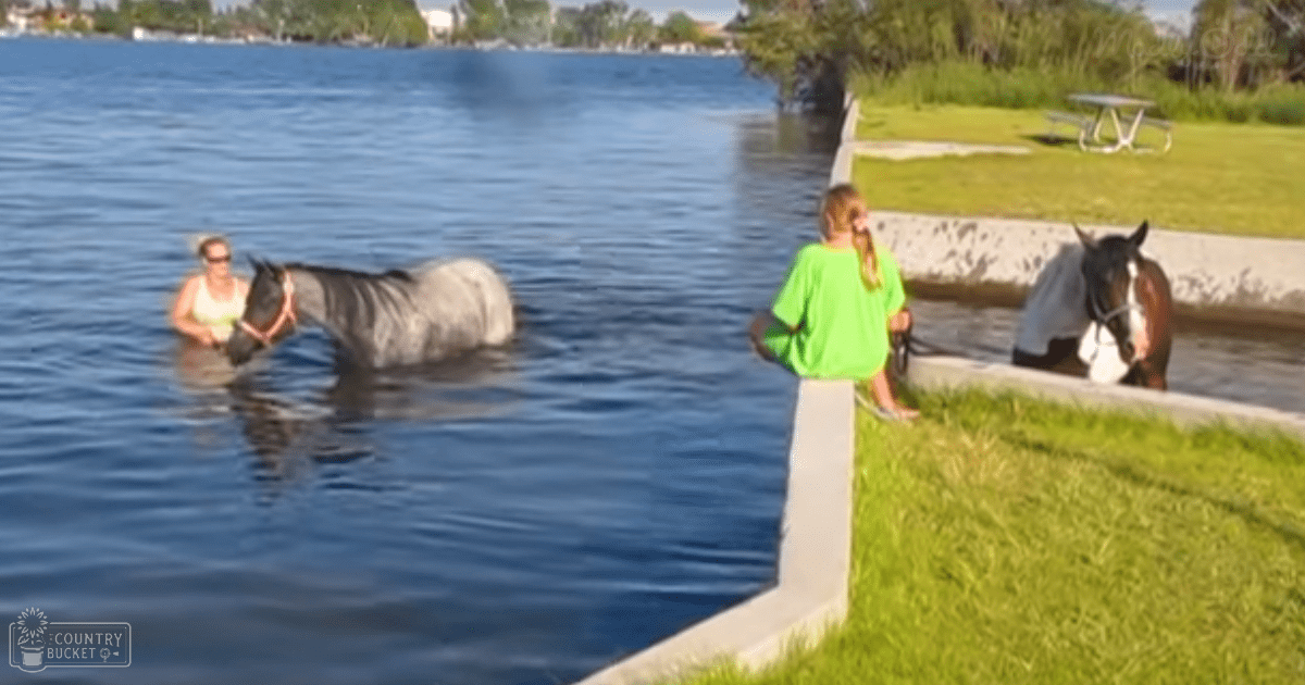 A horse in water near a lake or river with greenery and a concrete wall; an adult female wearing sunglasses and a white patterned tank top walks on the grassy area.