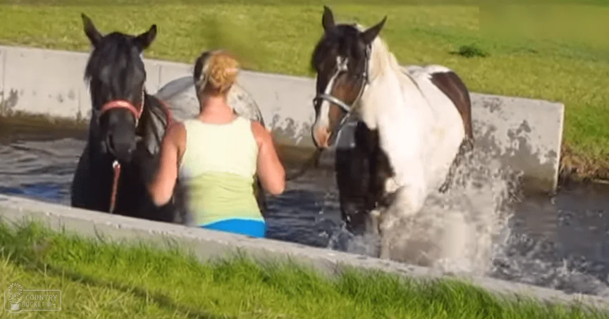 An adult female wearing a sleeveless, light green and blue top stands near two horses in an outdoor water trough on a farm or ranch under bright daylight during summer.