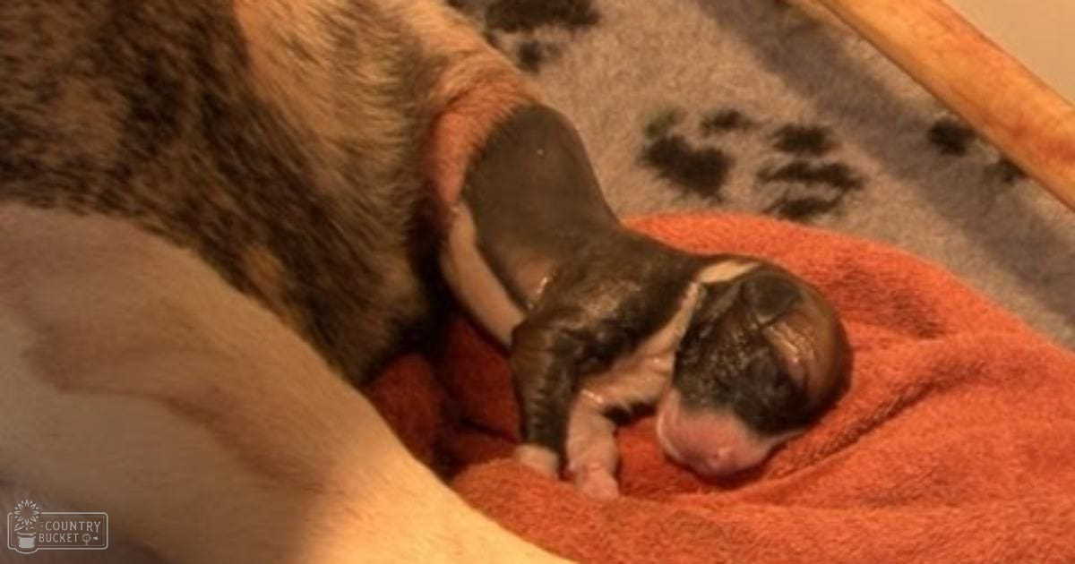 A newborn Beagle puppy with light brown and white fur, dark markings around eyes and ears, lying on an orange blanket indoors.
