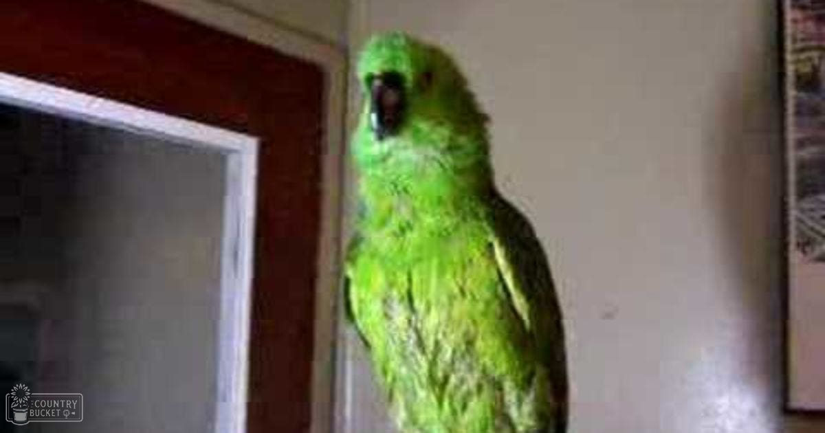 A vibrant green parrot with an adult size stands indoors against a neutral-colored wall, suggesting a simple home setting.