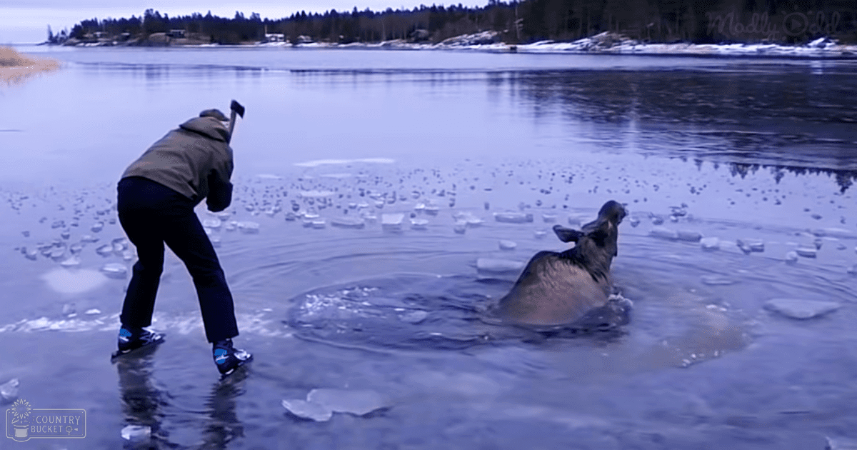 A man rescuing a moose or elk from icy water in a snowy, forested wilderness area with ice chunks and soft morning light.