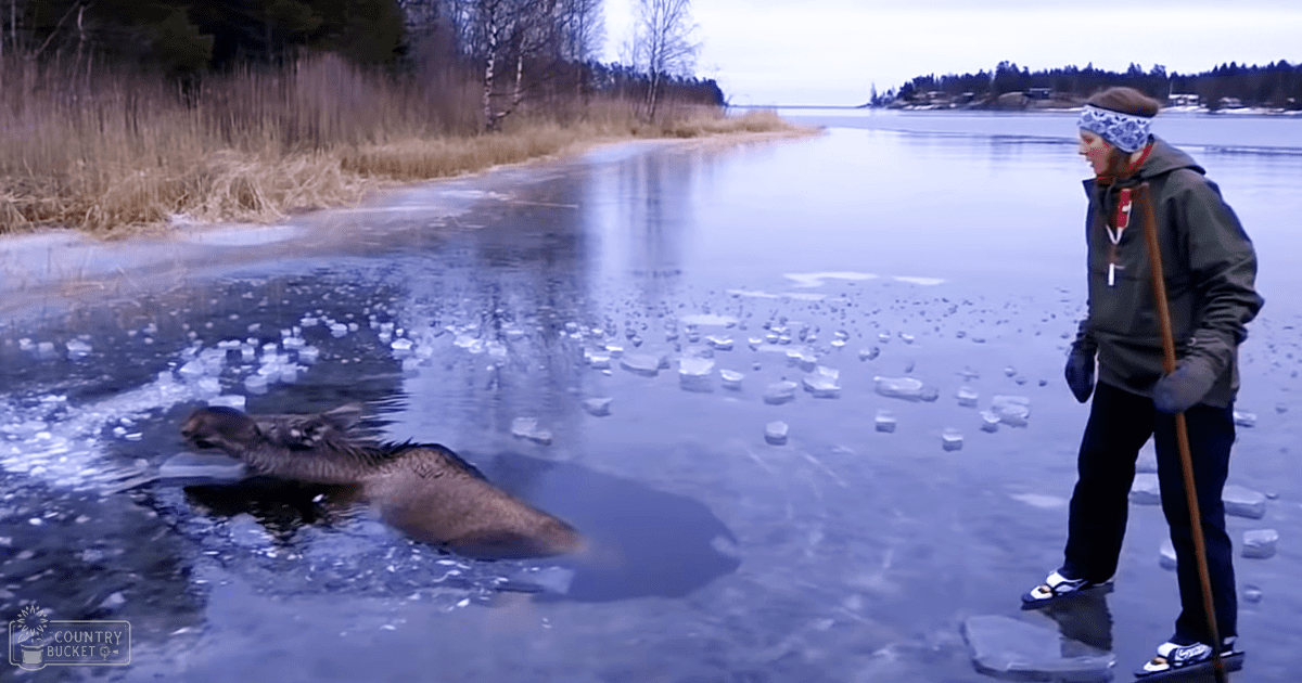 A seal in a frozen lake setting with reeds along one side and trees in the distance, suggesting a natural winter environment.