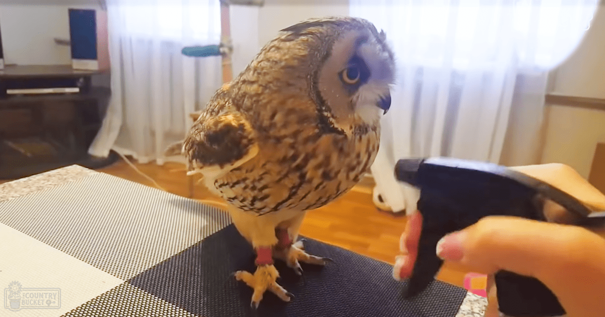 An owl indoors, held by a hand near a table with natural light filtering through curtains in what appears to be daytime during spring or summer.
