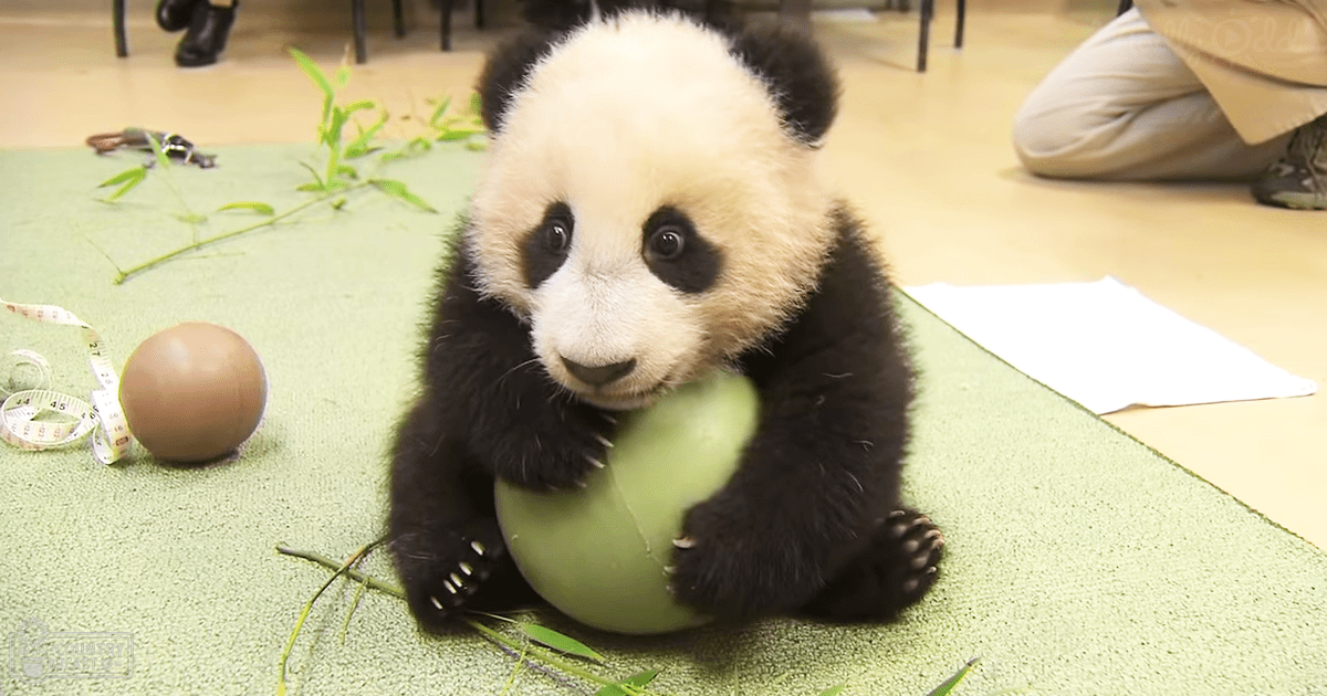 A young panda cub in an indoor setting with a green ball and bamboo leaves around it.