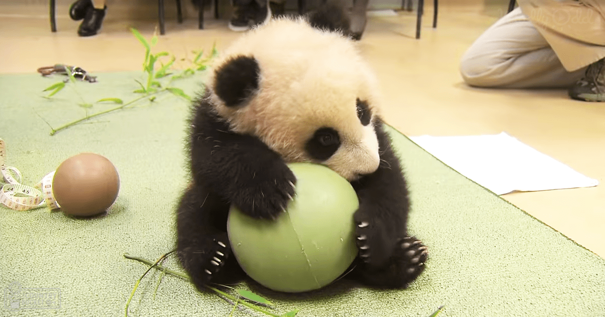 A baby panda in an indoor setting, possibly at a zoo or animal care facility, surrounded by bamboo leaves and a green ball.