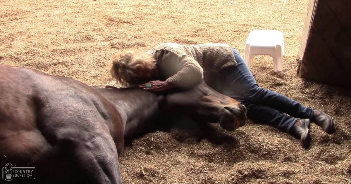 A middle-aged adult female grooms a bay-colored horse inside a stable, with natural light highlighting earthy tones and rustic surroundings.