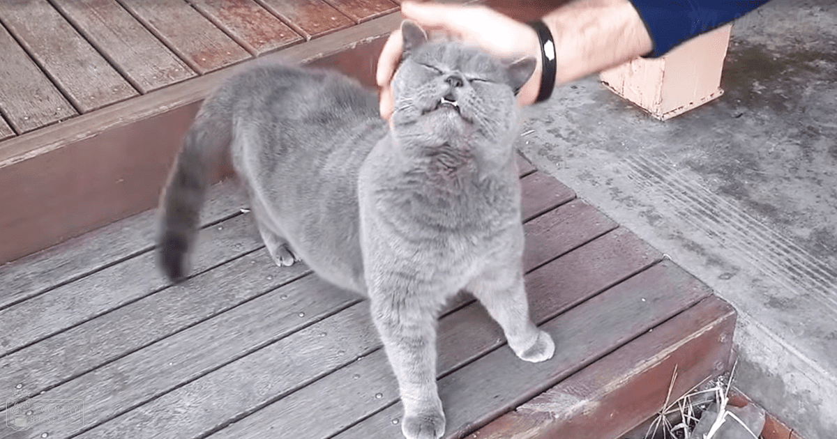 A gray British Shorthair cat on a wooden deck in an outdoor setting during daytime.