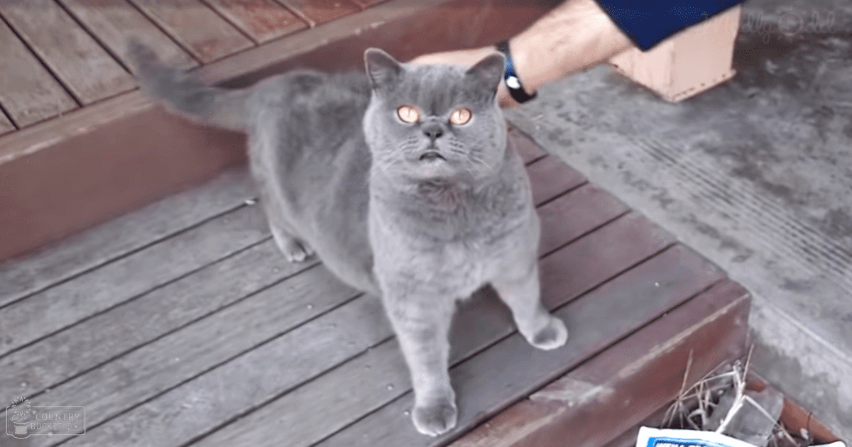 An adult British Shorthair cat with orange eyes on a wooden deck outdoors, with shadows indicating afternoon sunlight.