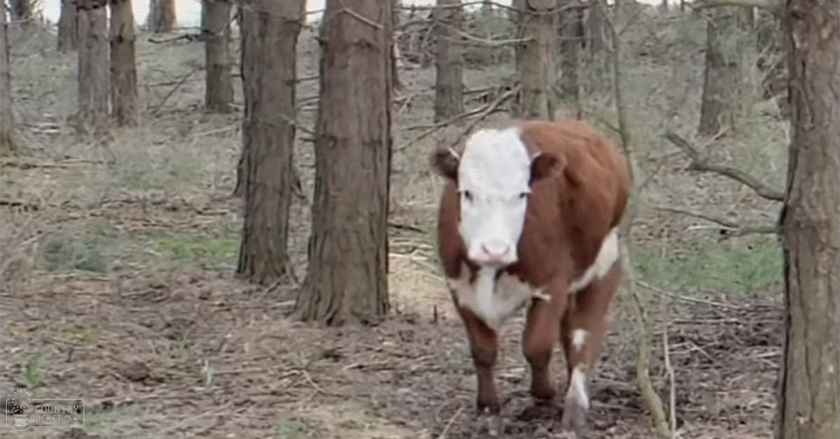 A Hereford cow with brown coat and white markings, standing in a forested area with trees and fallen branches on the ground during daytime.