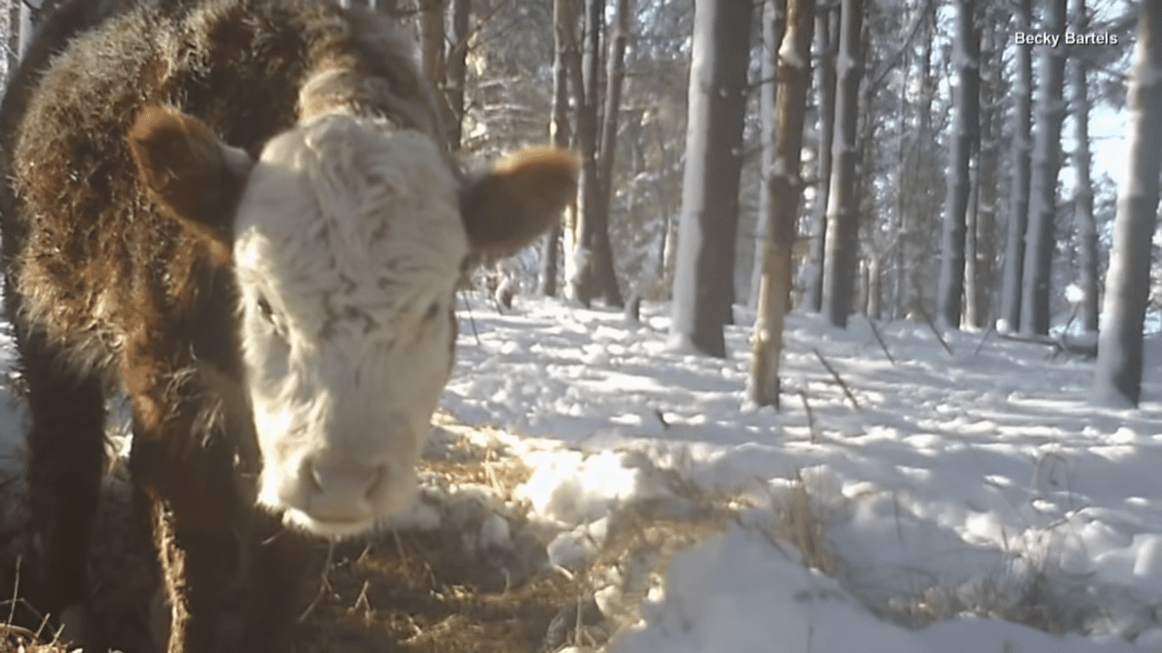 cow