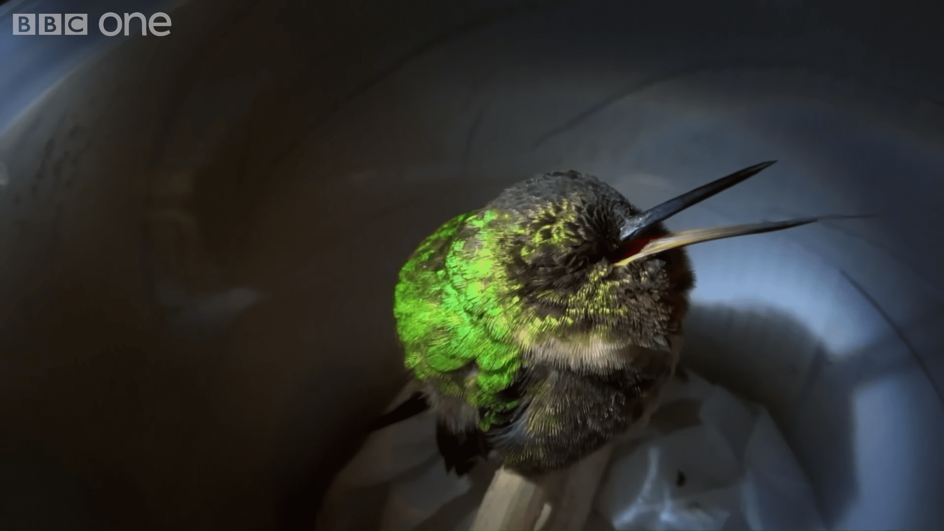 A vibrant adult hummingbird with green feathers and black markings on its head and neck, in an indoor setting possibly within a container or bowl, bathed in natural light.
