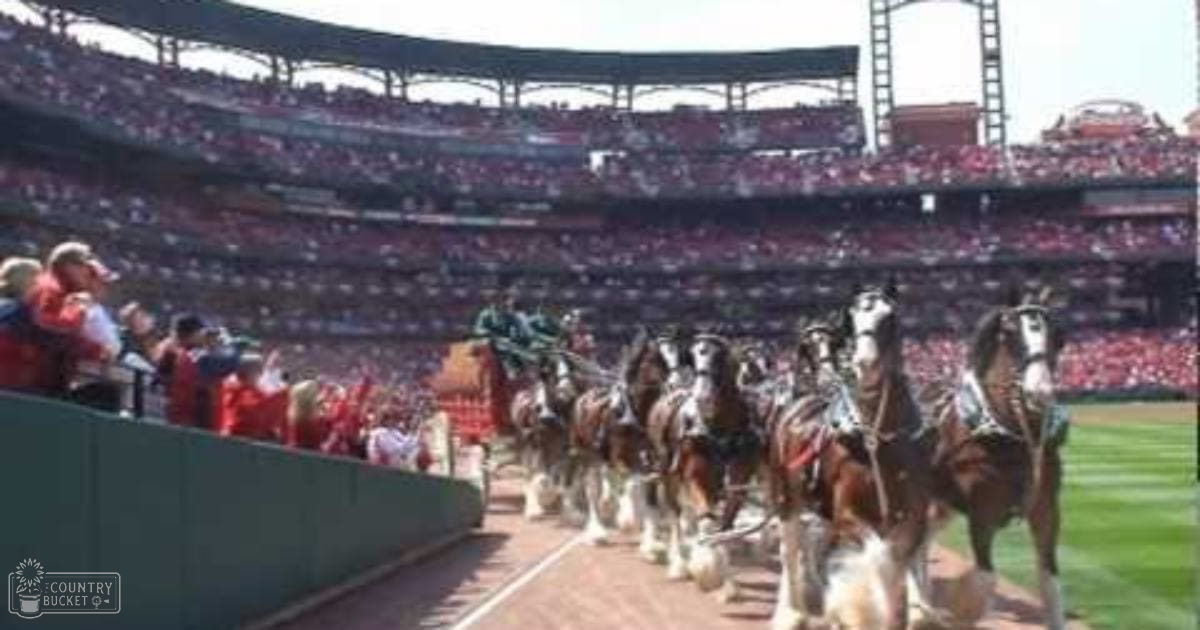 Clydesdale horses parade at a stadium during a sunny outdoor event with clear skies and casual spectators in the background.