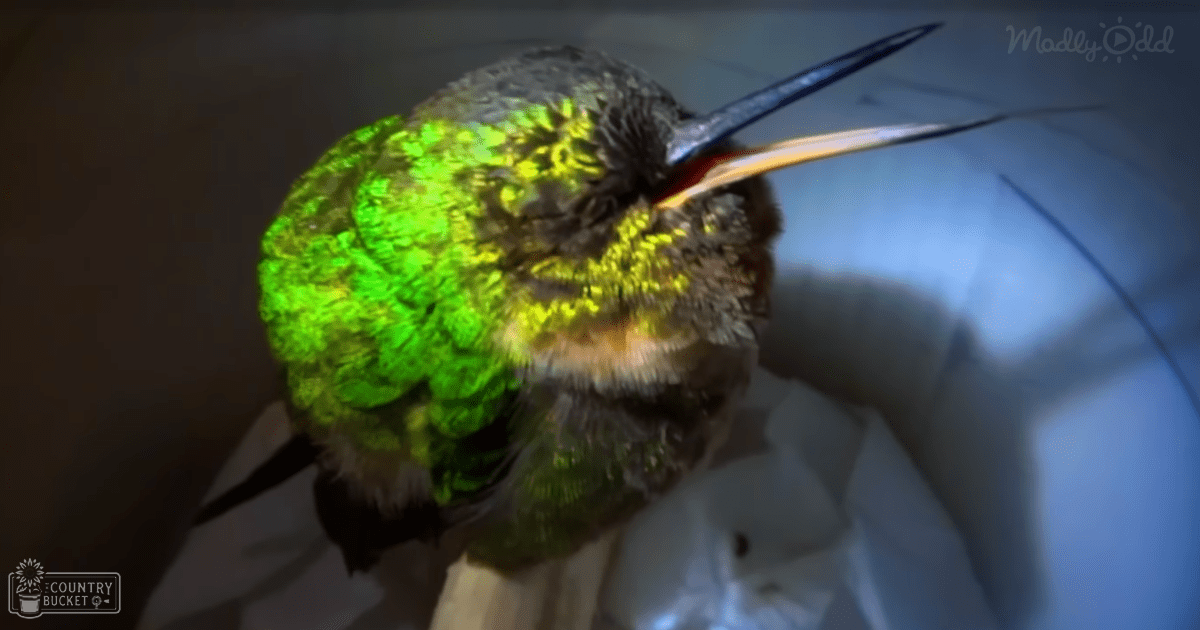 A close-up shot of a vibrant green hummingbird with iridescent qualities, set against a white cloth background, possibly part of a medical or examination setup.