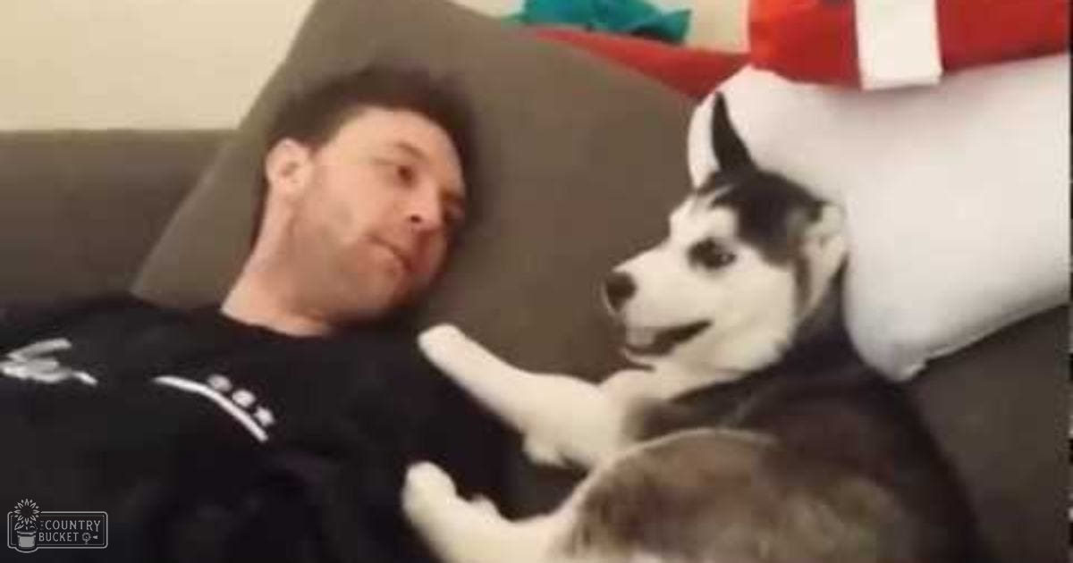 An adult male in a black t-shirt interacting with a husky dog indoors, surrounded by home decor items and a dark-colored couch.