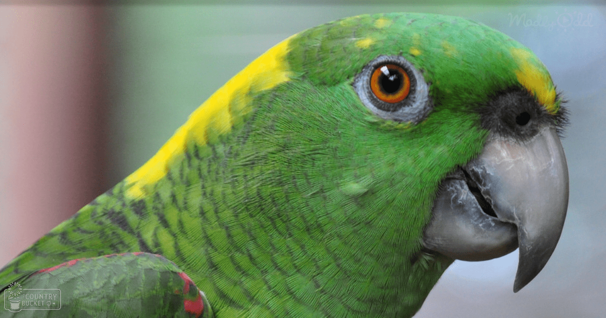 A vibrant green parrot with yellow markings in a natural outdoor setting