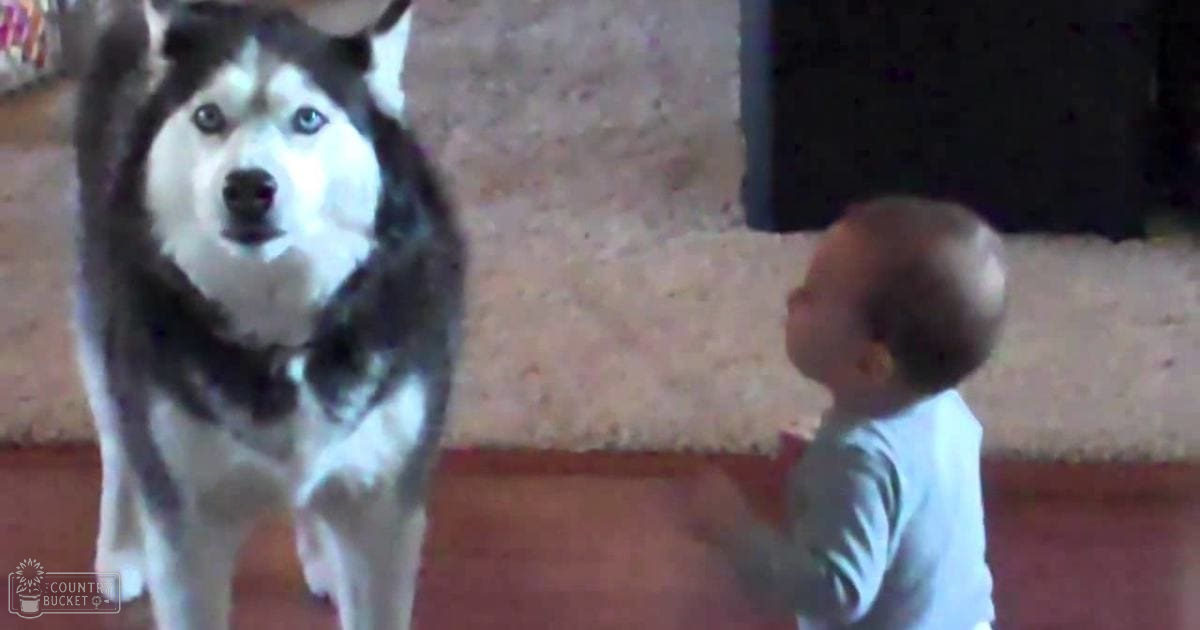 A toddler boy interacting with a black-and-white husky in an indoor setting, likely daytime natural light, beige carpet underfoot, part of dark furniture visible in the background.