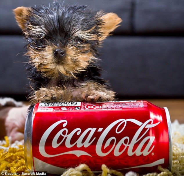 Puppy