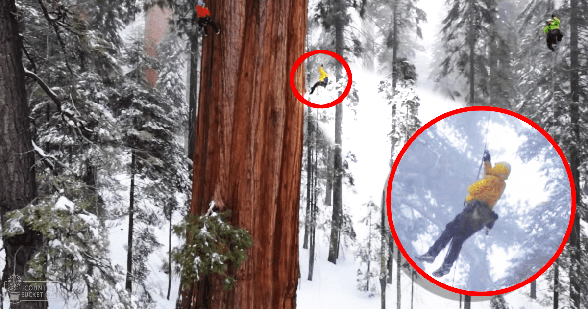 A young adult male climbing a tree in a snowy forest, wearing a yellow jacket and climbing gear.