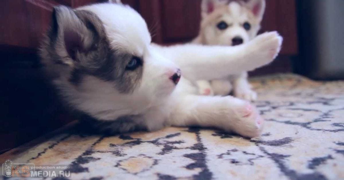 Two husky puppies with white fur and dark markings in a softly lit indoor home environment