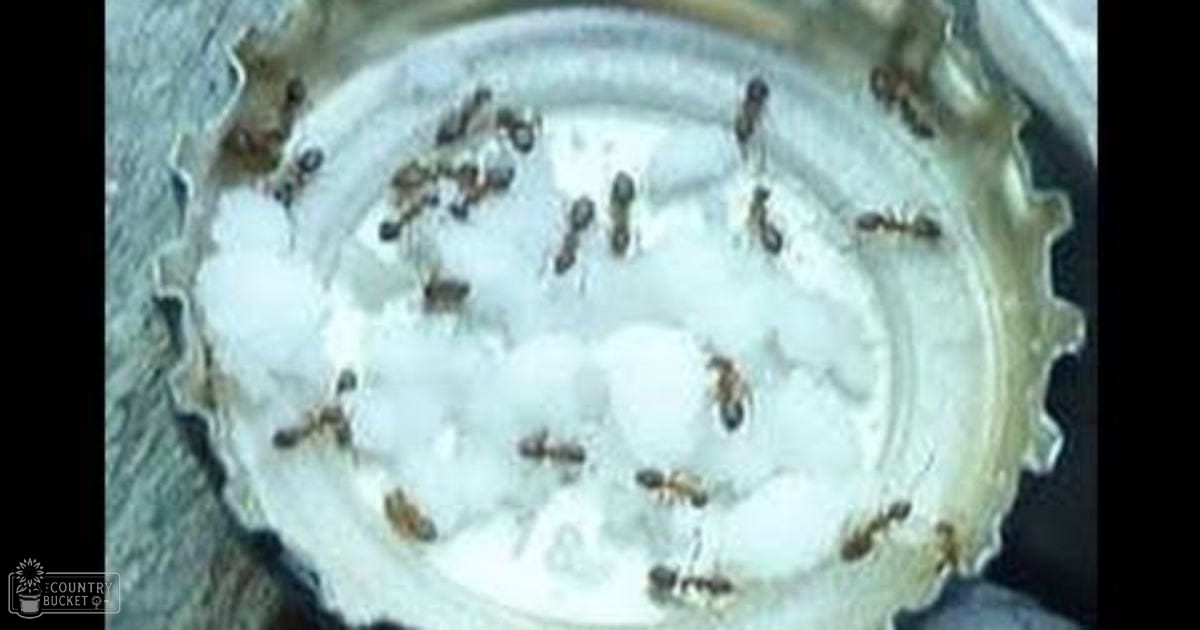 Ants crawling on a bottle cap filled with a white substance, possibly sugar, in an indoor setting.