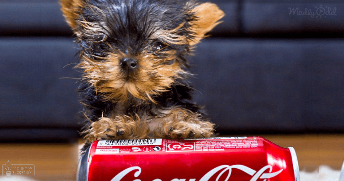A small Yorkshire Terrier puppy with black and tan markings stands indoors near a red Coca-Cola can.