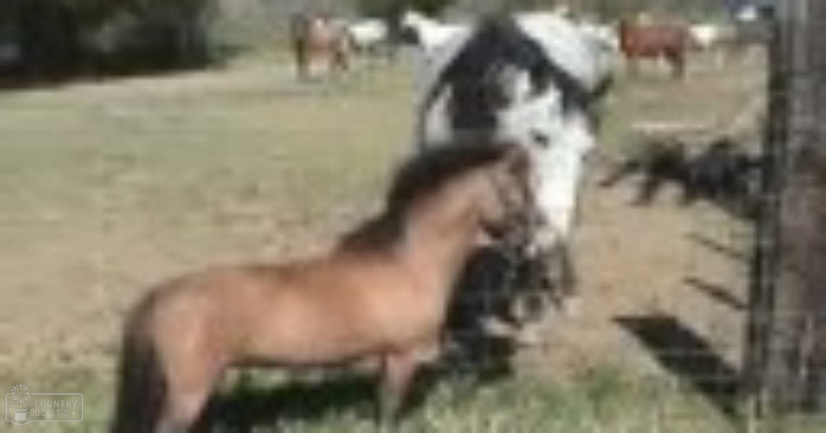 Two light brown and a dark horse with distinctive coat patterns stand in a lush, verdant outdoor farm setting during spring or summer under natural daylight.